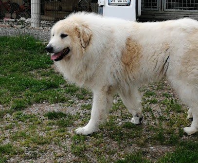 WHITE AND BLACK BEARS' SYMPHONY, Eleveur de Chiens à Vassonville