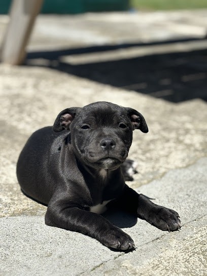 Élevage de Staffie Magic Blue Line, Eleveur de Chiens à Bages