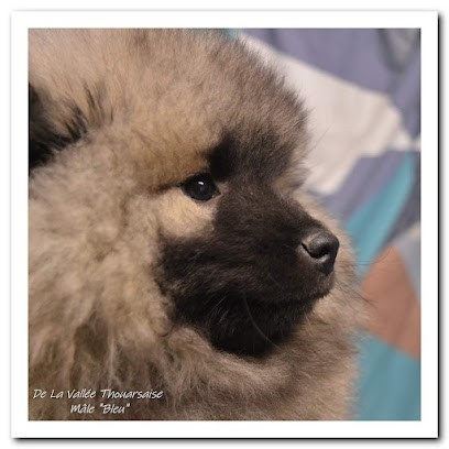 De La Vallée Thouarsaise, Eleveur de Chiens à Faye-l'Abbesse