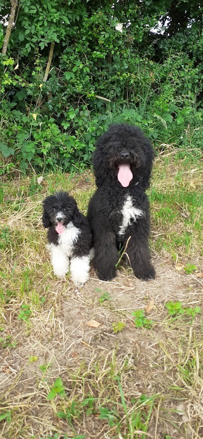 Elevage familial de caniche autre couleur du Royaume de Laurel et Hardy, Eleveur de Chiens à Fontaine-au-Bois