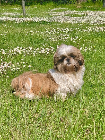 Elevage Shih-Tzu Du Pilon Des Aures, Eleveur de Chiens à Garéoult