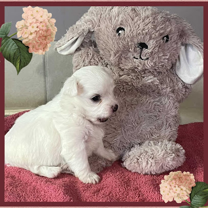 Au Domaine Des Chiens De La Sambre (Élevage De Bichon Maltais ) Éleveur De Chiens à Vieux-Mesnil