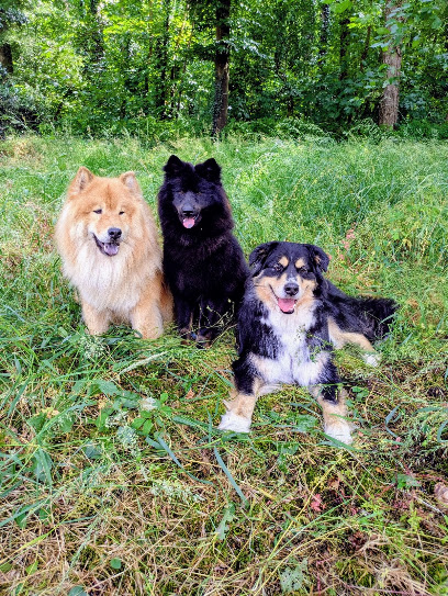 Elevage Familial Des Rêves De Vasira, Éleveur De Chiens à Chemillé-sur-Dême