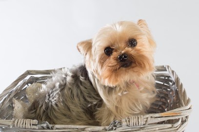 Pension Des Petits Loulous, Pension pour Chiens à Haguenau