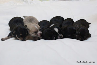 Elevage Des Contes De Varmos , Eleveur de Chiens à Huby-Saint-Leu