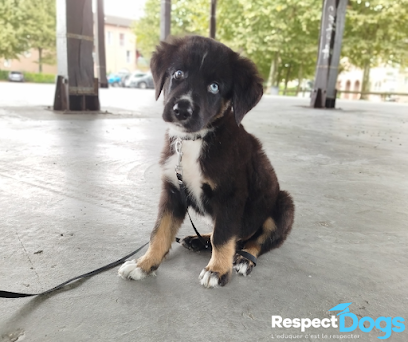 Éducateur Canin Respectdogs Voiron Dresseur De Chiens à la Buisse