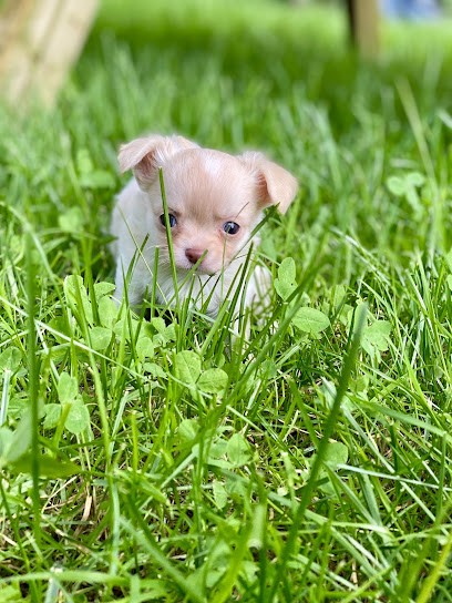 Le domaine de Sélénia, Eleveur de Chiens à Hyèvre-Magny
