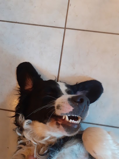 Plaine Et Chiens, Pension pour Chiens à Airvault