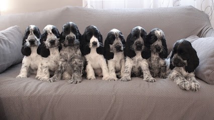 Elevage Cockers Givemehope, Eleveur de Chiens à Sarralbe