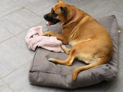 BON CHEF BONCHIEN, Dresseur de Chiens à Montagny-Sainte-Félicité