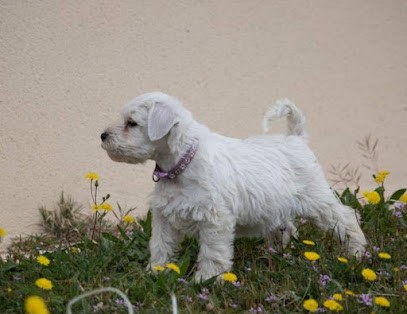 Elevage du Royaume des Titans, Eleveur de Chiens à Uchaux
