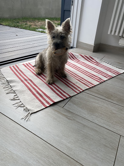 Fesson Éducation - Éducateur Canin, Dresseur De Chiens à Plouguin