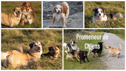 Filippo Naso - Coach Canin - Promeneur et Pension pour Chiens, Dresseur de Chiens à Valenciennes