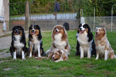 Élevage De La Forêt De Corthomel - Chiot Berger Australien Lof - Manche (50) En Normandie Éleveur De Chiens à Saint-Amand-Villages
