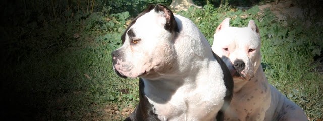 Bully Love Veneration, Eleveur de Chiens à Orange