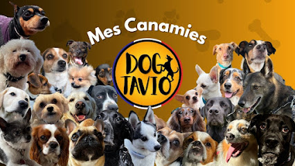 Dogtavio - Éducation Canine - Garderie Et Promenades De Chiens 🐶, Dresseur De Chiens à Wissous