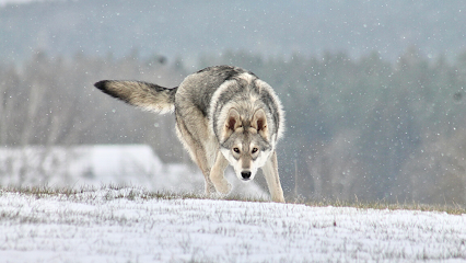 Khalibisnya Maginwulf, Éleveur De Chiens à Crasville-la-Rocquefort