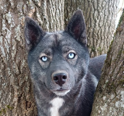 Élevage Blue Escape, Eleveur de Chiens à Bonnet