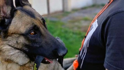 Centre Canin Du Temple D’Osiris, Dresseur de Chiens à Langeais