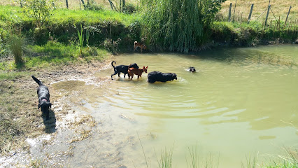 Pension Des Bergers De Loscane, Pension Pour Chien à Merlas