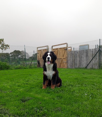 Pension Canine Du Bois Vert, Pension pour Chiens à Pouldergat