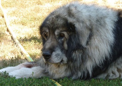 Pension La Vallée Du Vent, Pension pour Chiens à Trets