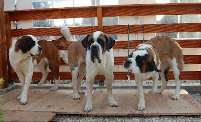 Elevage De Saint-Bernard Des Sources De Gouesch, Eleveur de Chiens à Saint-Pathus