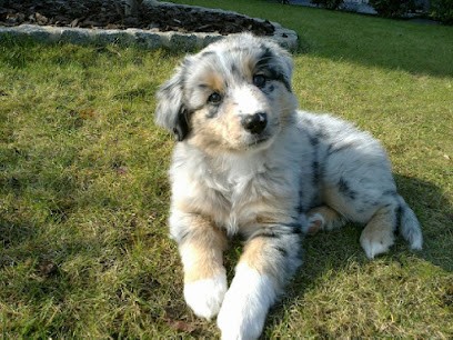 Elevage de la source des merveilles, Eleveur de Chiens à Doullens