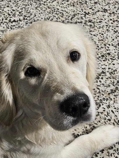 Elevage du royaume de goldie, Eleveur de Chiens à Venansault