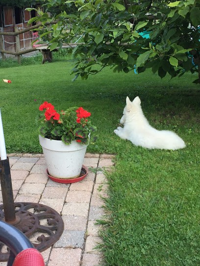 Au bonheur de Valjac, Eleveur de Chiens à Montpont-en-Bresse
