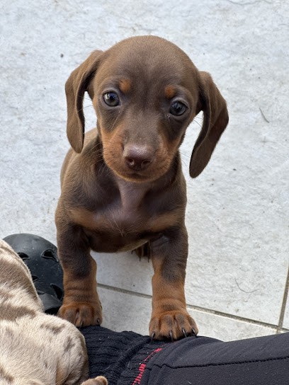 Elevage du Val des Trésors, Eleveur de Chiens à Saint-Paul-de-Varax