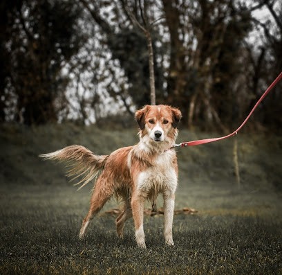 Elevage du marais normand, Pension pour Chiens à Saussemesnil
