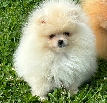 Les Lutins du Golfe, Eleveur de Chiens à Theix-Noyalo