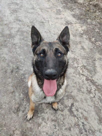 gresivaudog, Dresseur de Chiens au Champ-près-Froges