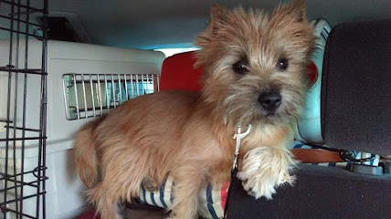 ELEVAGE O'VOYOU D'ÉCOSSE Cairn terrier Toulouse, Eleveur de Chiens à Juzes