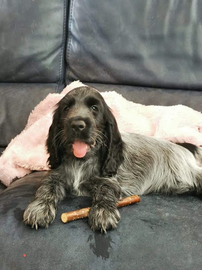 La Rivière d'Opale - Elevage & Pension canine, Eleveur de Chiens à Fabas