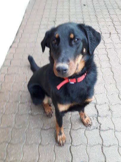 Elevage Dream Of Best In Show Kennel, Eleveur de Chiens à Cruzy-le-Châtel