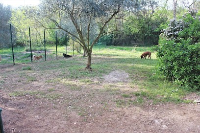 La Garrigue Des Toutous - Pension Canine Dans L'Hérault (34), Pension pour Chiens à Bédarieux