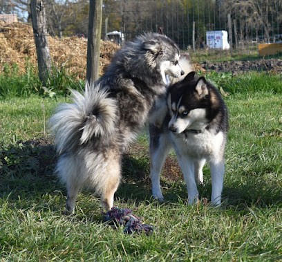 Pomsky L'Envol, Eleveur de Chiens à Ambarès-et-Lagrave