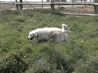 Pension Animal De La Salmonais, Pension pour Chiens à Saint-Malo