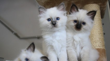 Elevage de chiens et chats de race Télémaque Nathalie, Eleveur de Chiens à Sommières-du-Clain