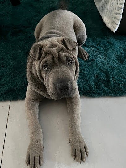 Elevage du Bouquet d'Epices, Eleveur de Chiens à Cornay