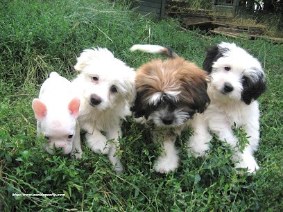 DOG'S CITY, Eleveur de Chiens à Saint-Nauphary