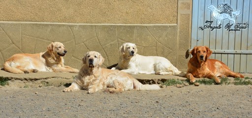 Angels Of Tara, Eleveur de Chiens à Vidouze