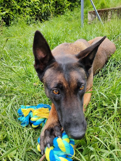 Snoopydog éducation Comportementaliste Canin, Dresseur de Chiens à Marchampt