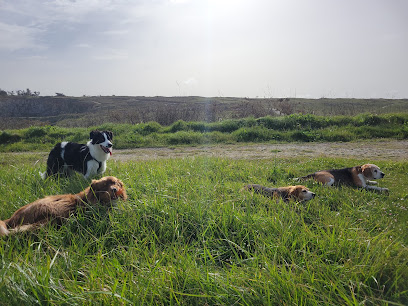 Tom & Swell Dresseur De Chiens à Crozon