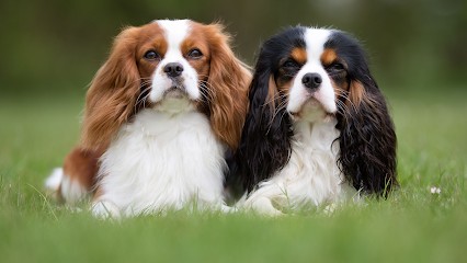 Du Souvenir des Dick, Eleveur de Chiens à Pelleautier