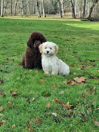 Domaine Des Hautes Prairies, Eleveur de Chiens à Baillou