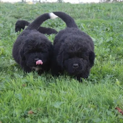 Du Val d'Ormyne - Élevage Familial de Terre-Neuve et Landseer Continental Européen LOF, Eleveur de Chiens à Beaumarchés