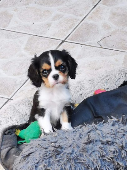 Elevage For My Dreams, Eleveur de Chiens à Niederstinzel